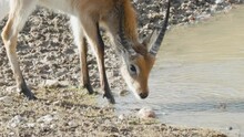 Lechwe Antelope Drinking Water Free Stock Photo - Public Domain Pictures