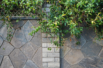 Concrete cement fence with green wall plants