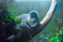 View Of An Animal Sleeping On Branch