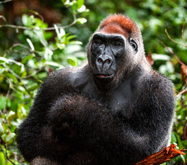 Wall Mural - Portrait of a western lowland gorilla (Gorilla gorilla gorilla) close up at a short distance. Silverback - adult male of a gorilla in a natural habitat. Jungle of the Central African Republic