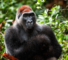 Wall Mural - Portrait of a western lowland gorilla (Gorilla gorilla gorilla) close up at a short distance. Silverback - adult male of a gorilla in a natural habitat. Jungle of the Central African Republic