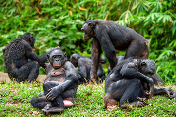 Wall Mural - portrait of family of a chimpanzee bonobo ( pan paniscus).