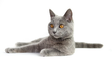 Wall Mural - British Shorthair blue young cat with orange eyes on a white background isolate