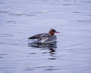 Poster - A redhead duck swimming in the lake