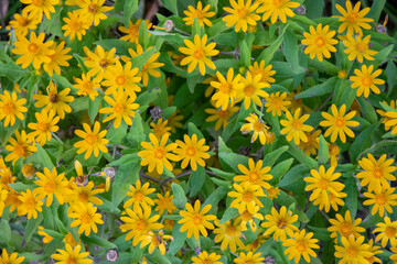 ัyellow daisy flowers in garden nature background.