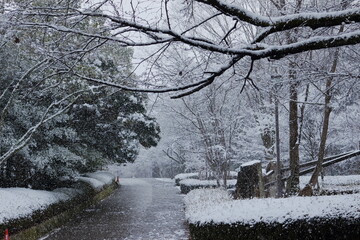 Wall Mural - 雪の日の公園の風景