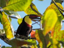 The Yellow-throated Toucan, Ramphastos Ambiguus, Sits High In The Branches. Costa Rica