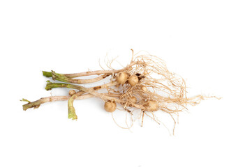 Wall Mural - Roots of potato plant isolated on white background.