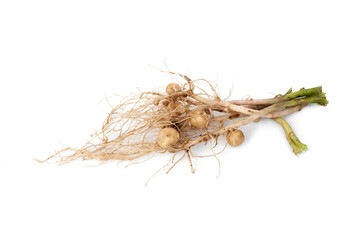 Wall Mural - Roots of potato plant isolated on white background.