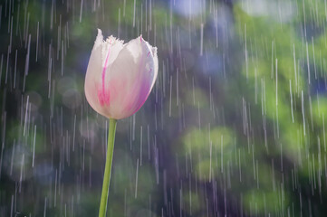 Wall Mural - Light pink tulip on background of rain drops tracks