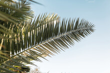 Beautiful Exotic Green Palm Tree Leaves Against The Blue Sky On The Island. Nature And Beauty