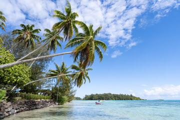 Wall Mural - tropical island with palm trees