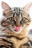 Fototapeta Tulipany - portrait of a funny domestic cat. close-up
