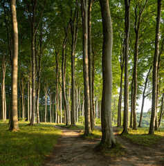 Wall Mural - beech forest in warm sunlight