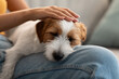 Cute fluffy jack russel puppy sleeping on owner laps