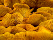 A Close Up Of The Detail And Texture Of A Cluster Of Orange Jack-o-lantern Mushroom.