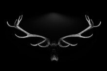 Deer Antlers Portrait Isolated Black White Background , Abstract Animal , Lion , Gorilla , Elephant Mammal Animal , Wildlife Perfect For Poster And Canvas	
