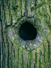 Bird Hollow In A Tree Covered With Moss