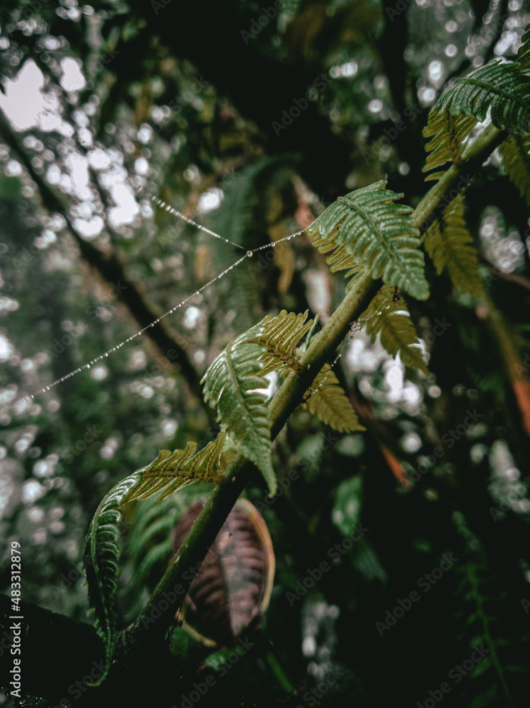 Fotos de flora y fauna de panama Stock Photo | Adobe Stock