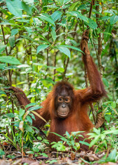 Wall Mural - A close up portrait of the Bornean orangutan (Pongo pygmaeus). Wild nature. Central Bornean orangutan ( Pongo pygmaeus wurmbii ) in natural habitat. Tropical Rainforest of Borneo.