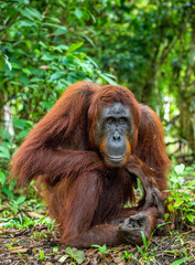 Poster - A close up portrait of the Bornean orangutan (Pongo pygmaeus). Wild nature. Central Bornean orangutan ( Pongo pygmaeus wurmbii ) in natural habitat. Tropical Rainforest of Borneo.