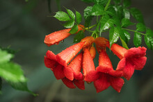 Close Up Of Red Trumpet Creeper Vine Flower With Drop Of Rain In Nature With Blurry Background And Green Leaves