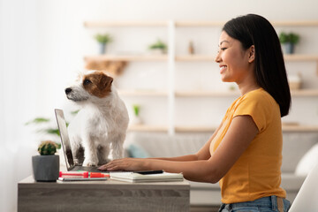 Wall Mural - Young korean woman using laptop, sitting at table with dog