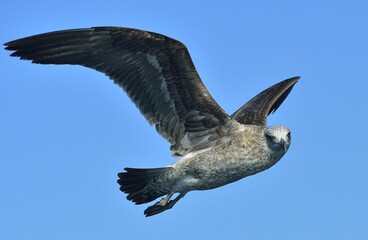 Wall Mural - Flying Kelp gull (Larus dominicanus), also known as the Dominican gull and Black Backed Kelp Gull. False Bay, South Africa