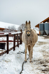 Sticker - horse in snow