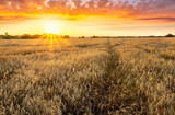 Fototapeta Na sufit - Wheaten golden field wirh path during sunset or sunrise with nice wheat and sun rays, beautiful sky and road, rows leading far away, valley landscape