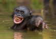 The chimpanzee Bonobo bathes with pleasure and smiles. The bonobo ( Pan paniscus)