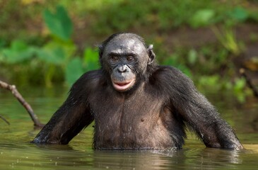 The chimpanzee Bonobo in the water. The bonobo ( Pan paniscus)