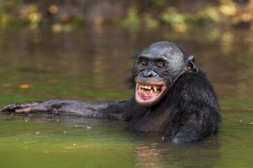 Wall Mural - the chimpanzee bonobo bathes with pleasure and smiles. the bonobo ( pan paniscus)