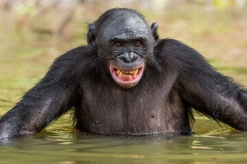 Wall Mural - the chimpanzee bonobo bathes with pleasure and smiles. the bonobo ( pan paniscus)