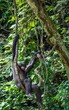Adult male of Chimpanzee bonobo ( Pan paniscus) on tree branches.  Green forest  natural background.