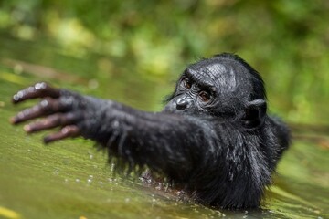 Sticker - The chimpanzee Bonobo in the water. The bonobo ( Pan paniscus)