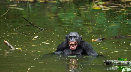 Wall Mural - the chimpanzee bonobo bathes with pleasure and smiles. the bonobo ( pan paniscus)