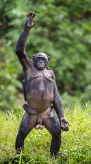 Wall Mural - Chimpanzee Bonobo mother with child standing on her legs and hand up. The Bonobo ( Pan paniscus)