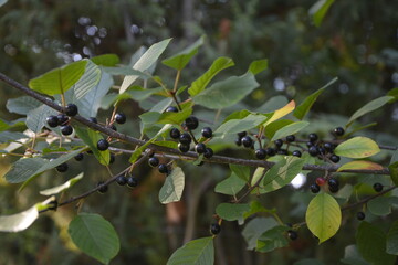 Sticker - Frangula alnus with black and red berries. Fruits of Frangula alnus .