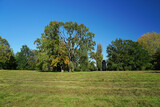 Fototapeta Na ścianę - Trees in a park on a sunny October day.