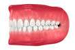 Healthy human teeth with normal occlusion. Medically accurate tooth 3D illustration