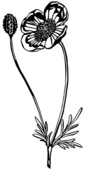 Wall Mural - Black and white cut out anemone flower stem with leaves and seed pod in vintage woodcut printing style. Single layer SVG vector graphic suitable for use as digital cut file mask stencil