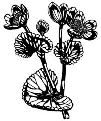 Wall Mural - Black and white anemone flower stem with multiple leaves and buds in vintage woodcut printing style. Single layer SVG vector graphic also suitable for use as digital cut file 