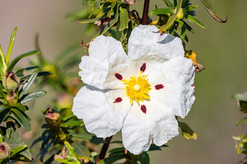 White rock-rose flowers with crimson markings. Cistus ladanifer is a  flowering plant in the family Cistaceae. Common names include gum rockrose, labdanum, common gum cistus, and brown-eyed rockrose