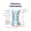 Cervical vertebrae with bones detailed and labeled structure outline diagram. Educational anatomical back scheme with skeletal, nerves and artery in backbone and spinal section vector illustration.