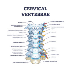 Poster - Cervical vertebrae with bones detailed and labeled structure outline diagram. Educational anatomical back scheme with skeletal, nerves and artery in backbone and spinal section vector illustration.