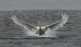 swan in flight, unique shot