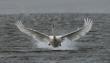 Swan In Flight, Unique Shot