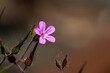 Kwitnący bodziszek cuchnący, piękny pięciopłatkowy kwiat. Geranium robertianum.