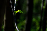 Fototapeta  - Młode liście klonu muśnięte promieniami słońca.